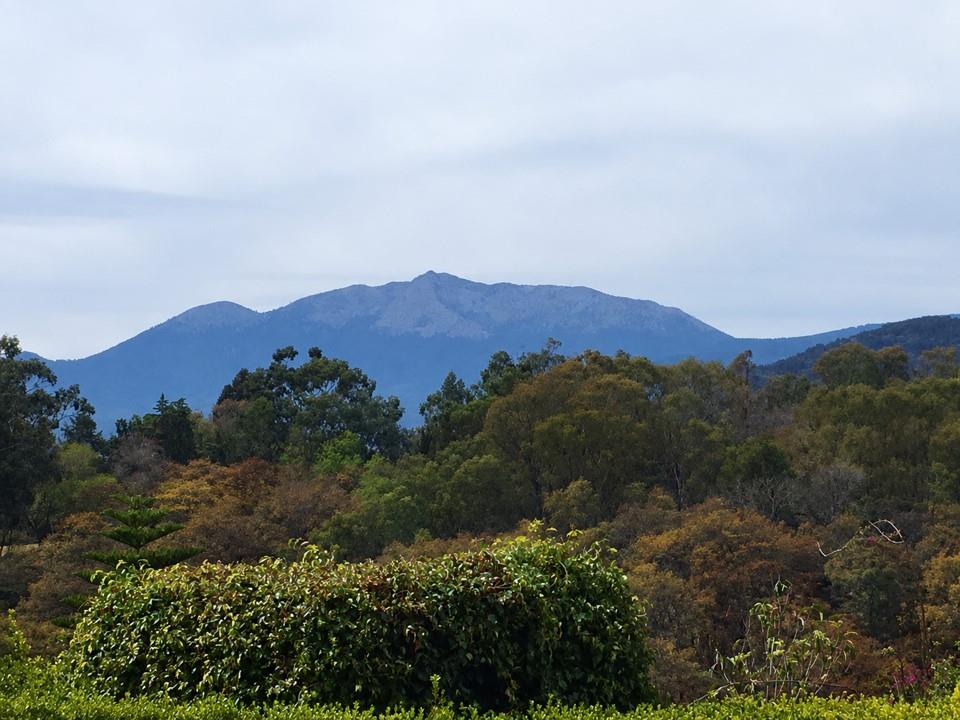 Vista panorámica al bosque y las montañas